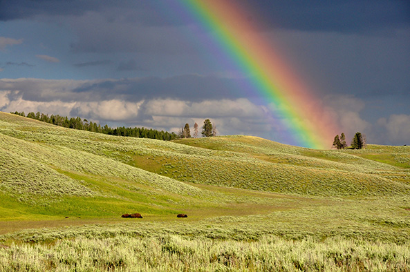 Nature Rainbow