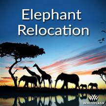 Good Deeds in the World of Diamonds – De Beers Relocate 200 Elephants