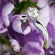 4-Prong-White-Gold-Solitaire-Engagement-Ring-by-Whiteflash-31518_g-2211-2532.jpg